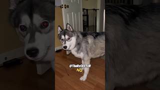 Fussy Husky  RxCKSTxR Comedy Voiceover [upl. by Anaimad951]