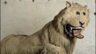 This Disturbing Lion Is From 1731 [upl. by Uohk]