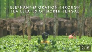 Elephant Migration through Tea Estates of North Bengal  Eastern India  HumanElephant Conflict [upl. by Ley]