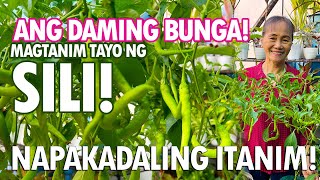 ANG DAMING SILI PAANO NGA BA ITO ITINATANIM Sili Planting Tutorial  Haydees Garden [upl. by Ahseem]