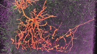 Neurons amp Synapses [upl. by Enaenaj533]