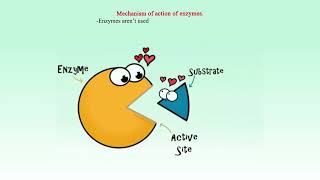 Mechanism of action of enzymes [upl. by Maxey]