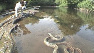 Jack Russell Terrier vs Snake [upl. by Miarzim]