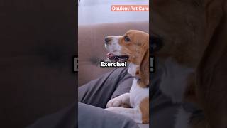 Stop Your Dogs Whining in 60 Seconds [upl. by Pebrook]