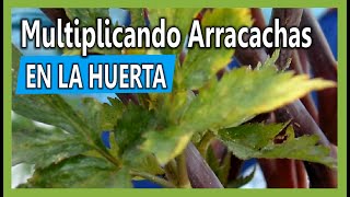 Cómo sacar nuevas plantas de Arracacha en la huerta Casera [upl. by Luing]