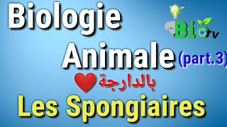 les spongiaires  biologie animale part2 [upl. by Atilahs899]