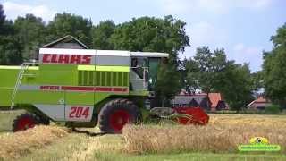 Claas Dominator mega 204 van Lammertink Markelo aan het dorsen [upl. by Ylirama488]