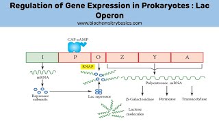 Lac Operon Explained Easy  Regulation of Gene Expression [upl. by Weinreb]