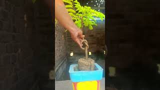 How make a tamarind bonsai তেঁতুল গাছের বনসাই flower shorts shortvideo reels bonsai short [upl. by Htnicayh518]