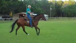 Horse training HOLD UP amp slow the legs and the lope [upl. by Drais]