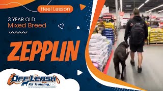 3 yo Mix Breed Zepplin  Best Mixed Breed Trainers  Off Leash K9 Training Phoenix [upl. by Mieka]