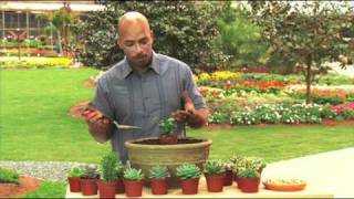 How to Plant a Succulent Bowl Garden [upl. by Orvie]