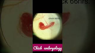 chick embryology 96 hrs wm  msc 3rd semester  chick42 hrs 48 hrs 84hrs66hrs72 hrs [upl. by Shandeigh]