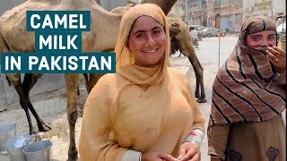 Buying Camel Milk on the Streets of Karachi Pakistan Life [upl. by Rohpotsirhc399]