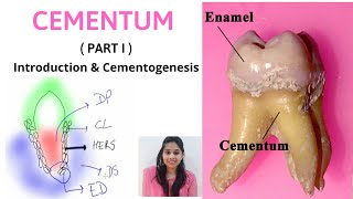 CEMENTUM  A DYNAMIC TISSUE  Part I  II Introduction amp Cementogenesis [upl. by Ydeh]