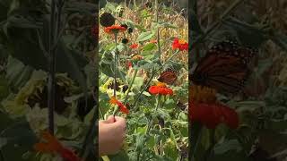 Fishkill Farms  NY  Woz Twin butterfly whisperer [upl. by Elwood]