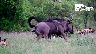 CÃES SELVAGENS CERCAM GNU  PLANETA SELVAGEM [upl. by Anerda]