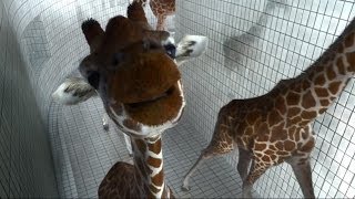 Best Funny Animals Team of giraffes practiced diving HQ [upl. by Urban]