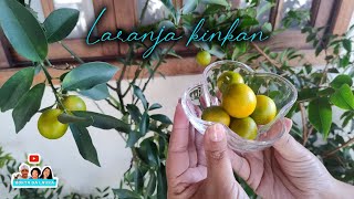 Laranja kinkan colheita hortadalaura [upl. by Darryl]