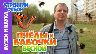 Пчёлыкукушки осыволки мухижурчалки и всевсевсе Тимофей Левченко [upl. by Alysia]