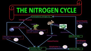 The Nitrogen Cycle [upl. by Marcelia]