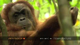 Amazing animal encounter Orangutan mother with baby [upl. by Viola310]