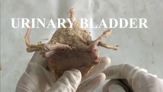 URINARY BLADDER DEMONSTRATION ANATOMY [upl. by Sirromal]