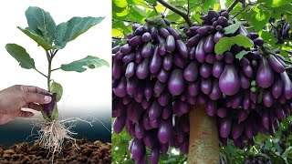 Best Techniques Growing Eggplant trees with Banana fruit Using Unique Skill For grow at home [upl. by Immas]