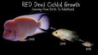 Watch My Red Devil Cichlid Grow 0 To 11 Inches [upl. by Aitram761]