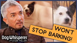 Pup Whos Been Barking for 6 Years  Full Episode  S9 Ep3  Dog Whisperer With Cesar Millan [upl. by Trevor]