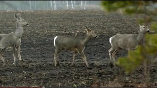 На краю поля  Capreolus pygargus Pall  Capreolus [upl. by Carlyn]