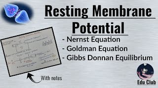 Resting Membrane Potential  Nernst potential  Equilibrium potential   Nerve Muscle Physiology [upl. by Fulmer35]