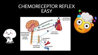 Chemoreceptor reflex explained  Blood Pressure Regulation [upl. by Beffrey]