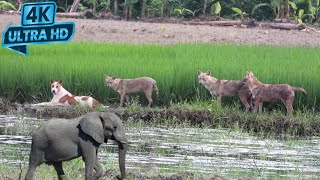 Zoo New Vlog Video no 2 Zoo Park garden Zoo Park Animal zoovlog 4k  wild animals [upl. by Shandee149]