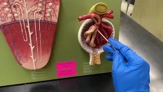 Renal Corpuscle [upl. by Eelitan]