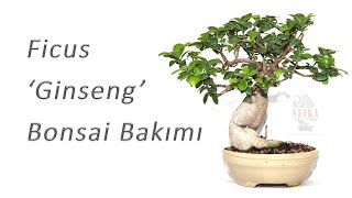 Ficus microcarpa Ginseng Bonsai Bakımı [upl. by Primaveria504]