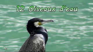 12 oiseaux deau [upl. by Douty752]