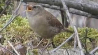 Ruf und Gesang des Zaunkönig  Vogelstimmen Singvögel  Wren singing [upl. by Karwan]