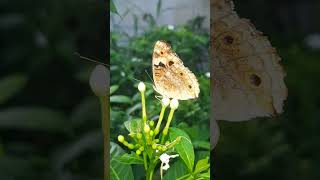 PERCH ON JASMINE WHITE insects butterfly perch jasmin white habitat gardenlife wildlife [upl. by Daht256]