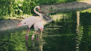 Le Flamant Rose qui Danse  sa Technique Secrète pour Manger [upl. by Witha]