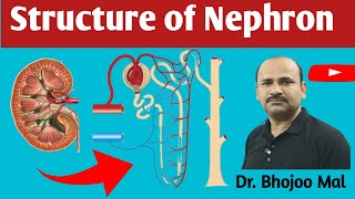 Structure of Nephron  Nephron  Biology 12  by Dr Bhojoo Mal [upl. by Keyes]