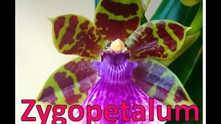 Orquídea Zygopetalum cuidados [upl. by Pearline800]