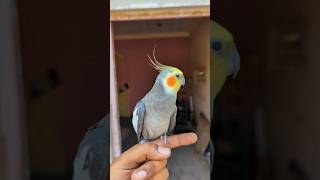 Cute Cockatiel Singing and Dancing Unleashing Cockatiels Craze [upl. by Aliahs380]