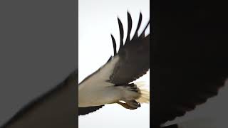 Whitebellied sea eagle amazing details 🌞😱🦅birds wildlife eagles photography [upl. by Ynnej]