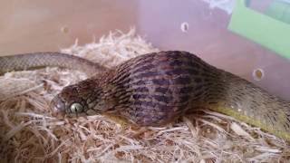 Egg Eating Snake Swallowing an Egg [upl. by Paulson]