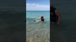 Norwegian Elkhound Dog Swimming at the beach [upl. by Lindo965]