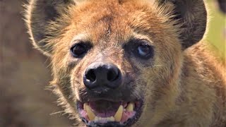 HairRaising Hyena Moments  BBC Earth [upl. by Jennilee]