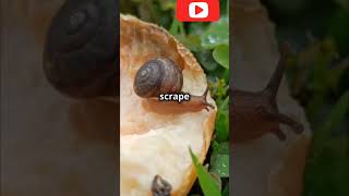 The Incredible Radula How Snails Use Their 12000 Tiny Teeth wildlife naturescience [upl. by Nirrac]