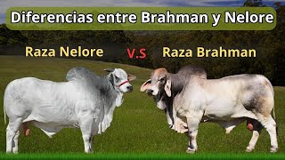 Diferencias entre la raza Brahman y la Nelore ¡Conócelas [upl. by Airlee207]