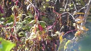 Tree Sparrows Feed on Inkberry スズメの群れがヨウシュヤマゴボウの実を採食？ [upl. by Flowers815]